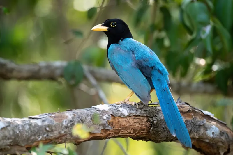 Chara yucateca azul y negra