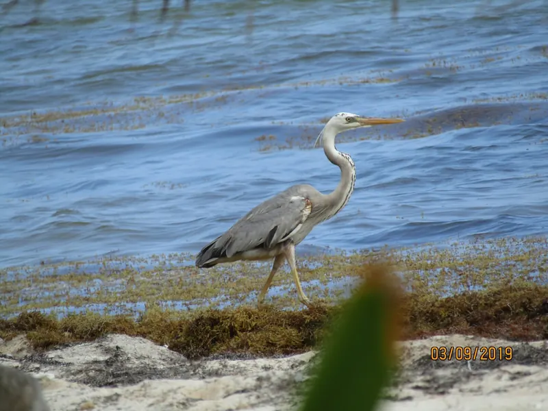 Garza morena caminando junto al agua
