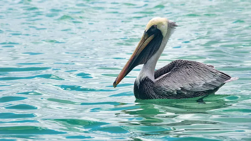 Pelícano pardo en el agua